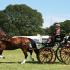 Carriage Driving at the New Forest Agricultural Show